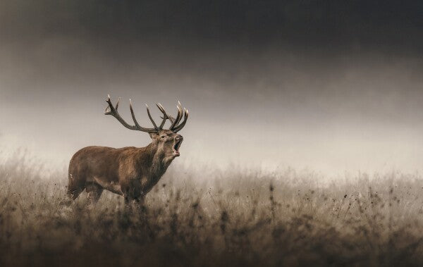 Foto in lijst "Whispers of the Rut"