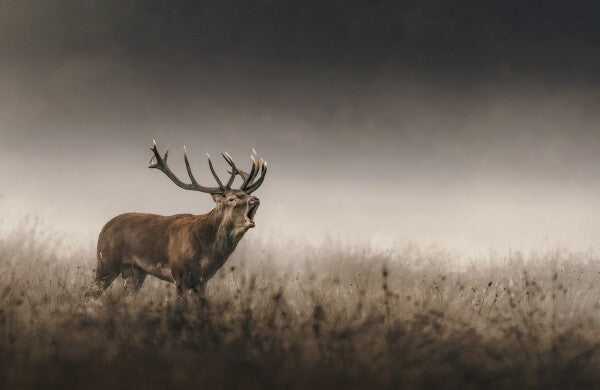 Foto in lijst "Whispers of the Rut"