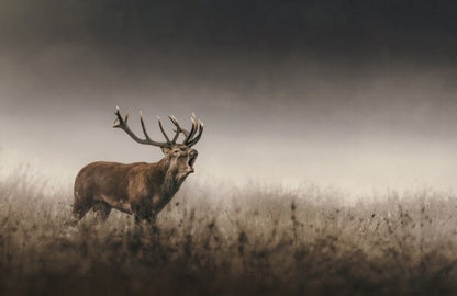 Foto in lijst "Whispers of the Rut"