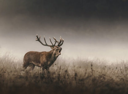 Foto in lijst "Whispers of the Rut"
