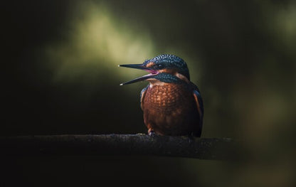 Foto in lijst "First Flight"