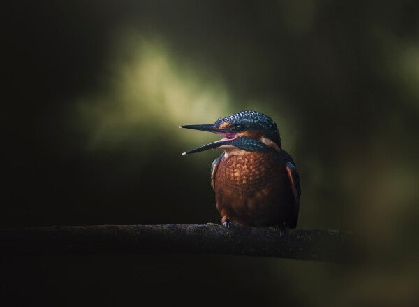 Foto in lijst "First Flight"