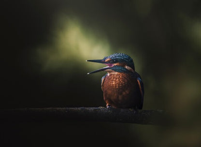 Foto in lijst "First Flight"