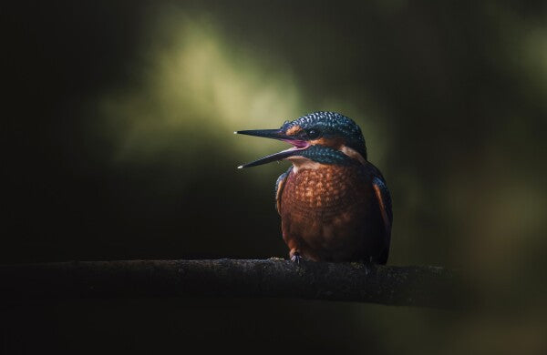 Foto in lijst "First Flight"