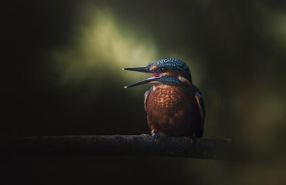 Foto in lijst "First Flight"