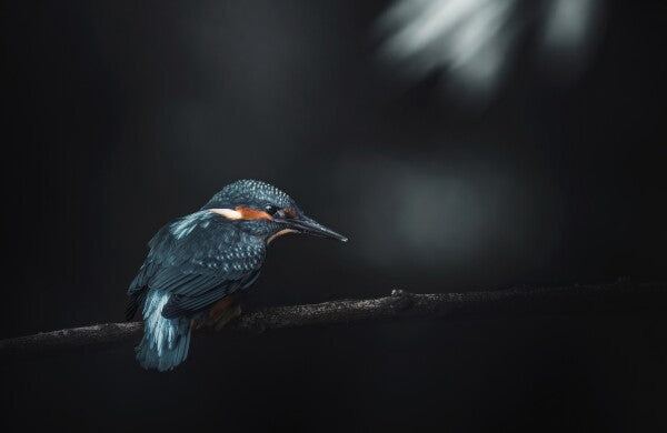 Foto in lijst "Into the Blue"