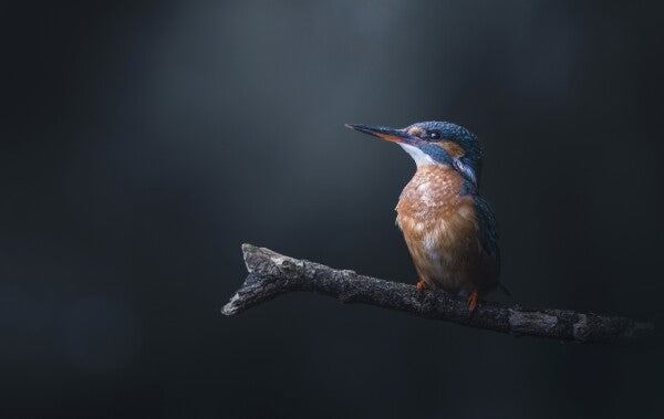 Foto in lijst "Midnight Blue"
