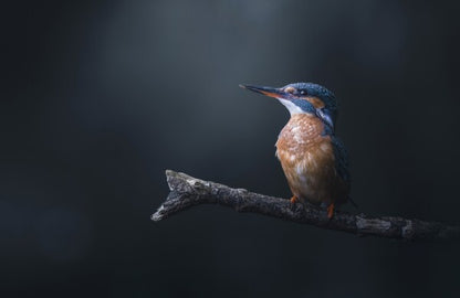 Foto in lijst "Midnight Blue"