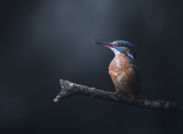 Foto in lijst "Midnight Blue"