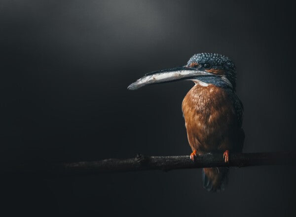 Foto in lijst "The Catch"
