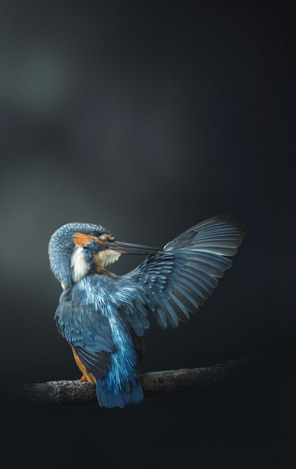 Foto in lijst "Wings of Blue"
