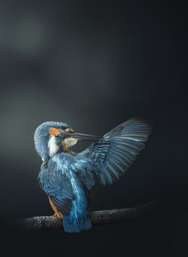 Foto in lijst "Wings of Blue"