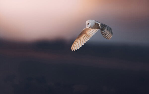 Foto in lijst "Dusk"