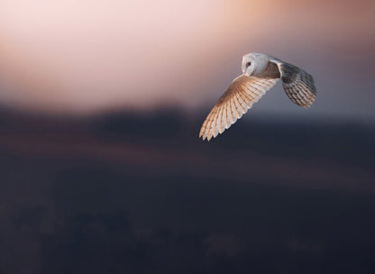 Foto in lijst "Dusk"