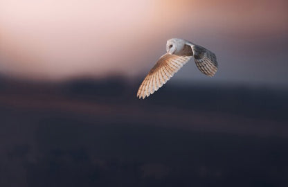 Foto in lijst "Dusk"