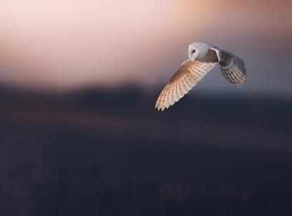Foto in lijst "Dusk"