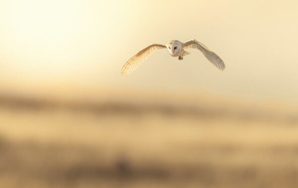 Foto in lijst "Golden Flight"