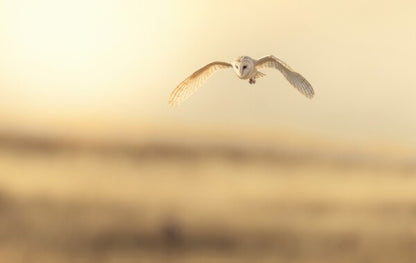 Foto in lijst "Golden Flight"