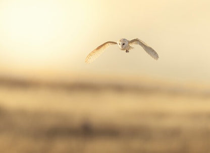 Foto in lijst "Golden Flight"