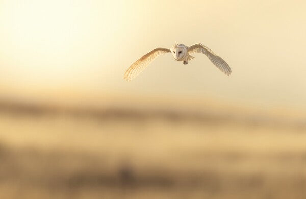 Foto in lijst "Golden Flight"