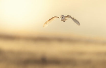 Foto in lijst "Golden Flight"