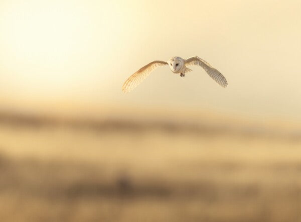 Foto in lijst "Golden Flight"