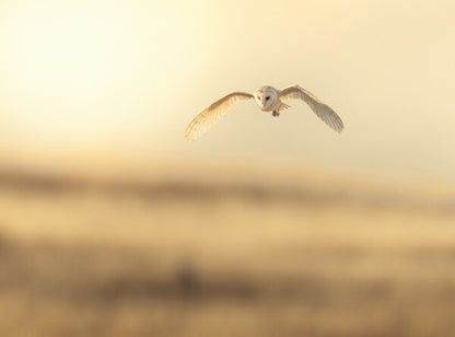 Foto in lijst "Golden Flight"