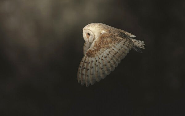 Foto in lijst "Silent Flight"