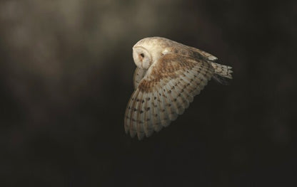 Foto in lijst "Silent Flight"