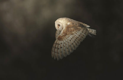 Foto in lijst "Silent Flight"