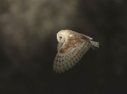 Foto in lijst "Silent Flight"