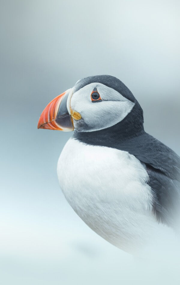 Foto in lijst "Arctic Stillness"