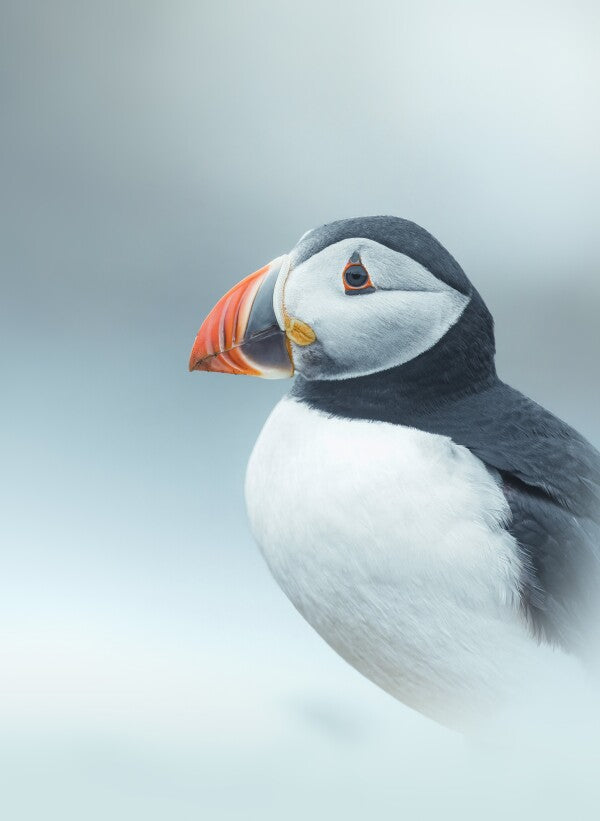 Foto in lijst "Arctic Stillness"