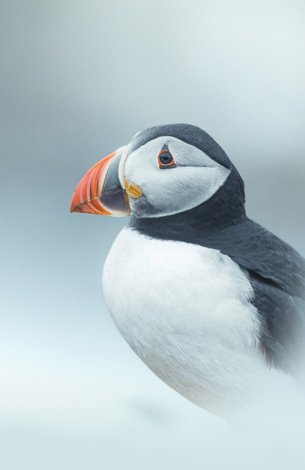 Foto in lijst "Arctic Stillness"