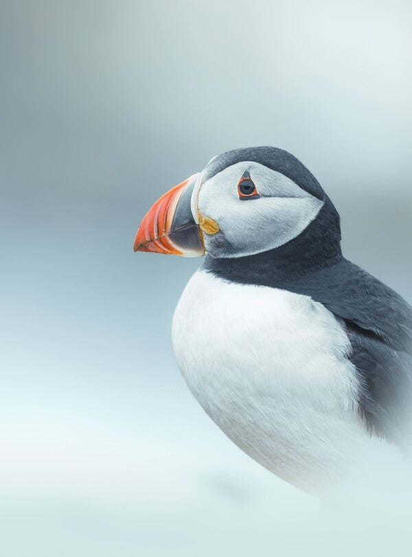 Foto in lijst "Arctic Stillness"