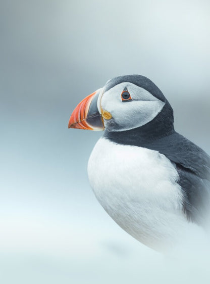 Foto in lijst "Arctic Stillness"