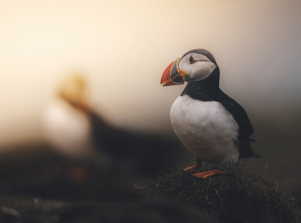 Foto in lijst "Echoes of the North"