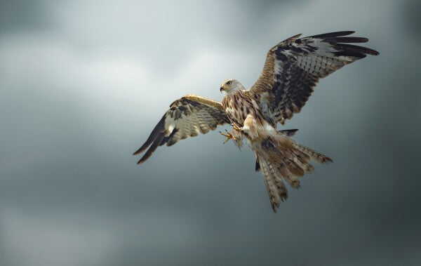 Foto in lijst "Skymaster"