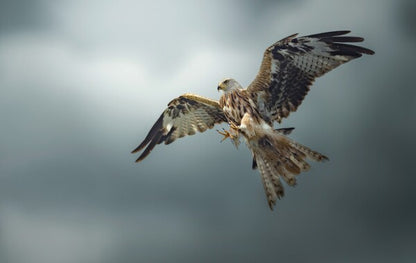 Foto in lijst "Skymaster"