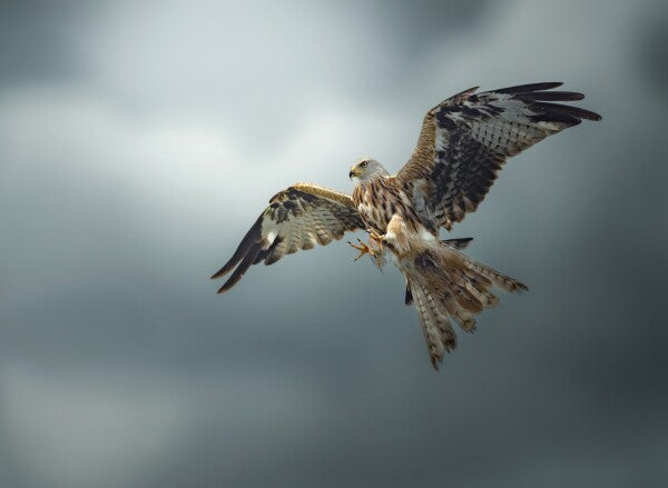 Foto in lijst "Skymaster"
