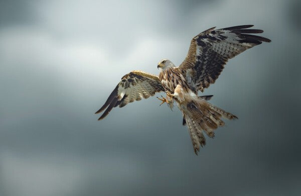 Foto in lijst "Skymaster"