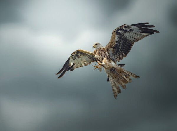 Foto in lijst "Skymaster"