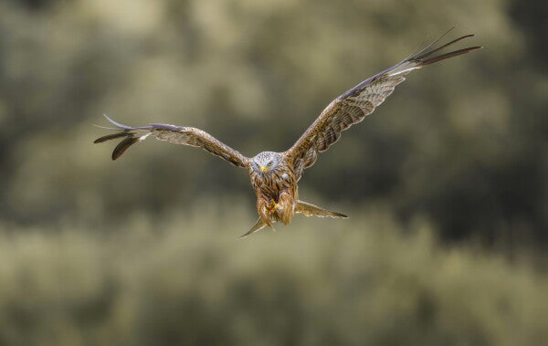 Foto in lijst "Flight of the Wild"