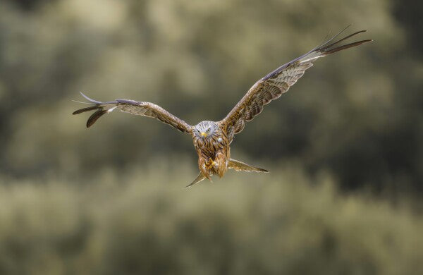 Foto in lijst "Flight of the Wild"