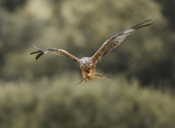 Foto in lijst "Flight of the Wild"