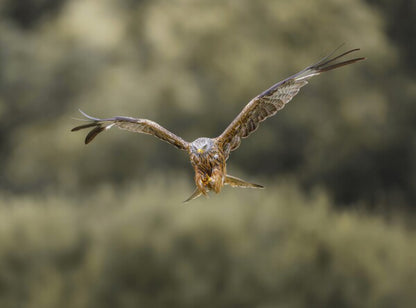 Foto in lijst "Flight of the Wild"