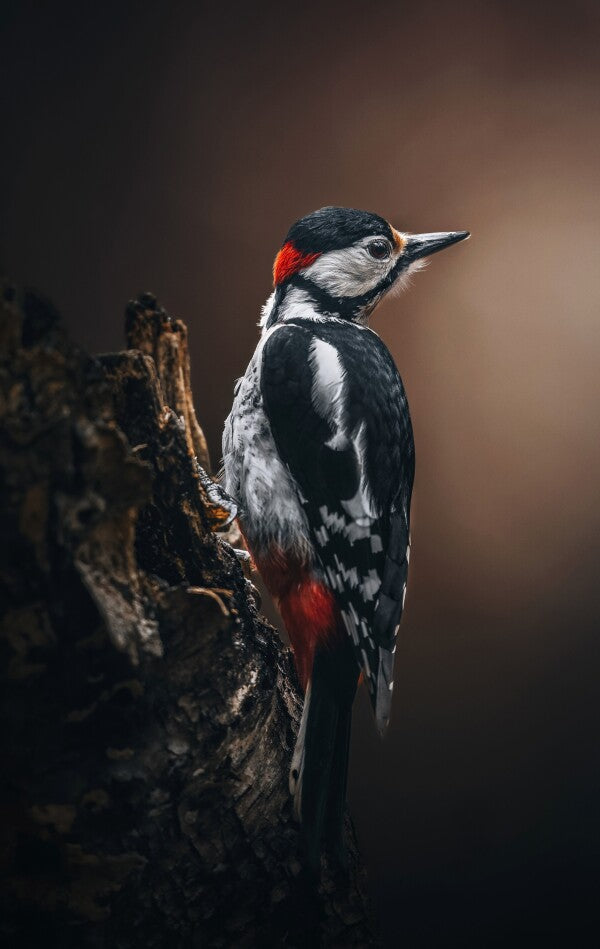 Foto in lijst "Wild Elegance"