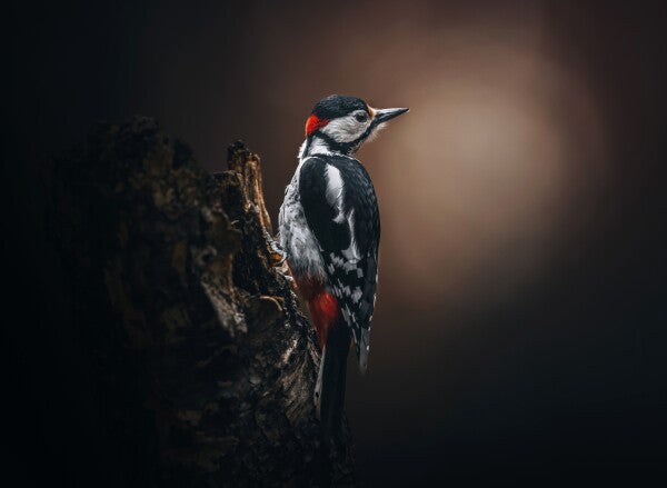 Foto in lijst "Wild Elegance"
