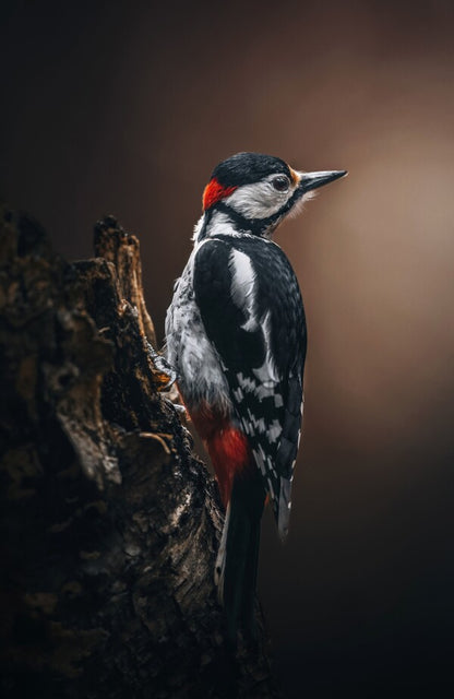 Foto in lijst "Wild Elegance"