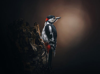 Foto in lijst "Wild Elegance"